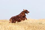 SETTER IRLANDAIS 054
